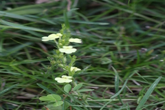 Striga asiatica